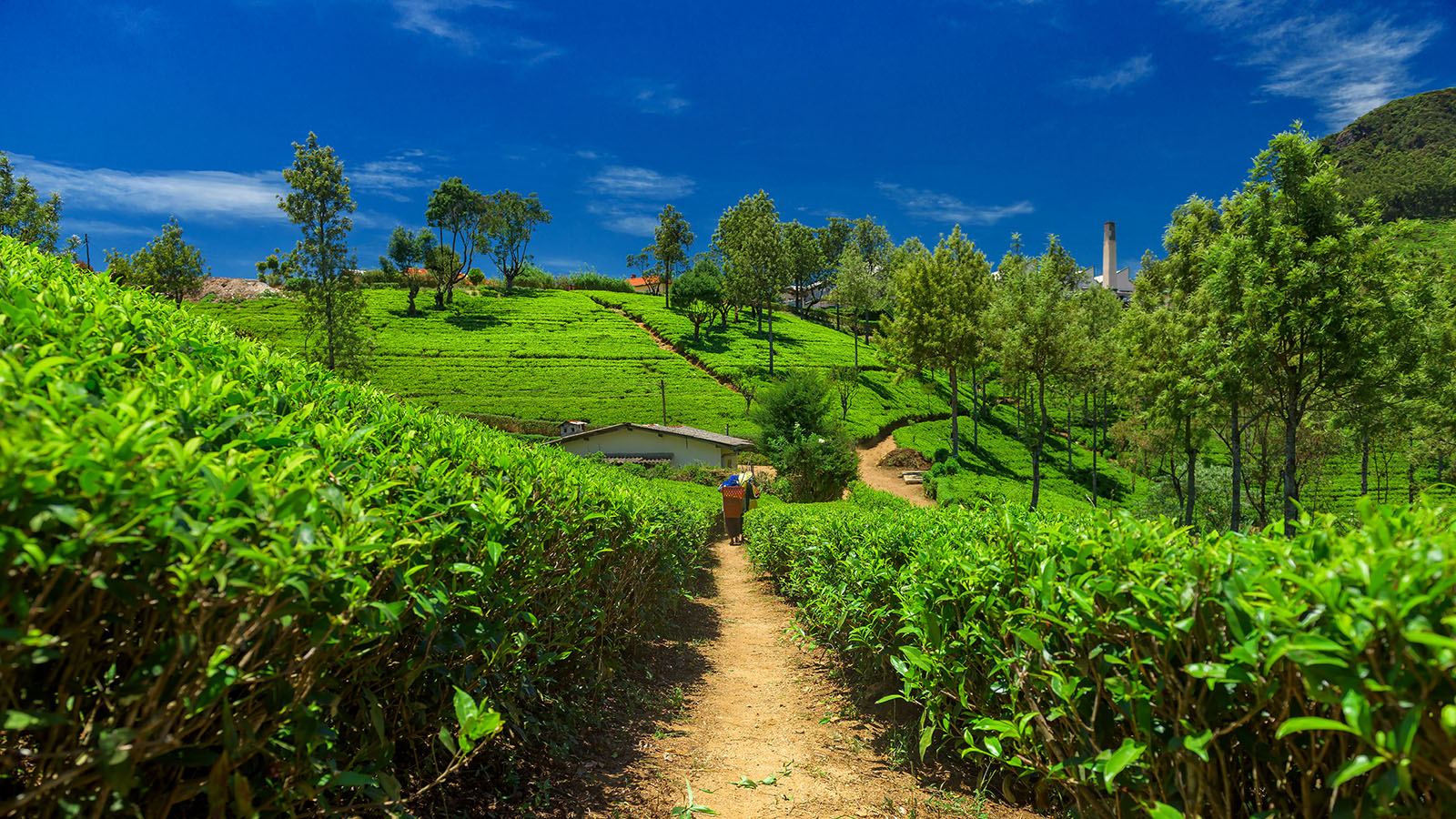 Tea plantation in the Sri Lankan hill country